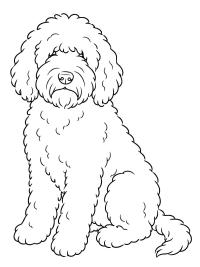Câine Barbet