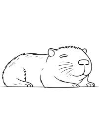 Capibara care doarme
