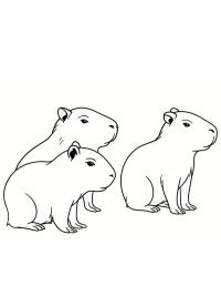 Pui de capibara