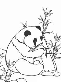 Panda mănâncă