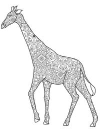 Girafă (adulţi)