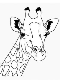 Cap girafă